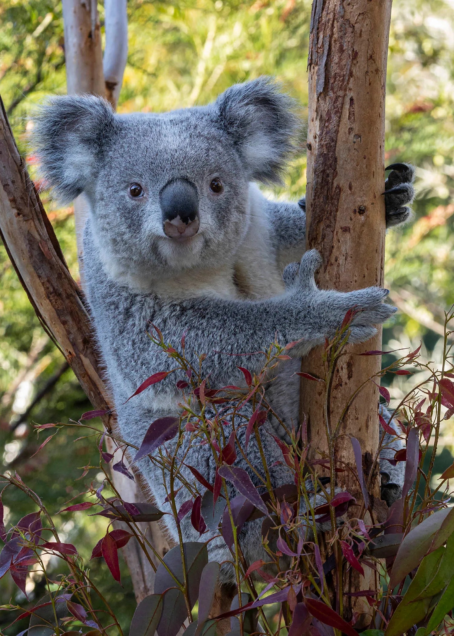 files/Koalas-2.webp